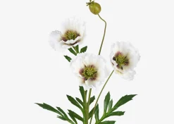 Urban Barn Amity Poppy Stem- Blooms & Branches