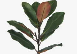 Urban Barn Aster Magnolia Branch Green/Brown- Blooms & Branches