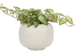 Urban Barn Bardot Planter- Vases & Planters