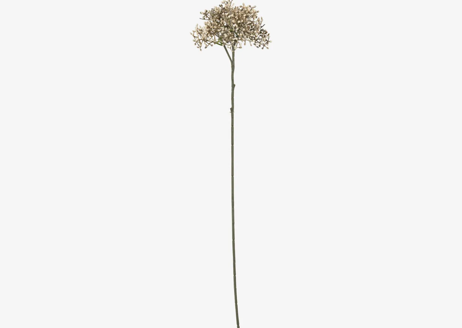 Urban Barn Beare Elderberry Stem- Blooms & Branches