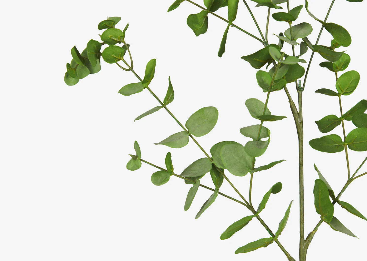 Urban Barn Cale Mini Eucalyptus Spray- Blooms & Branches