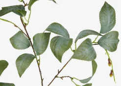 Urban Barn Camellia Leaf Branch- Blooms & Branches