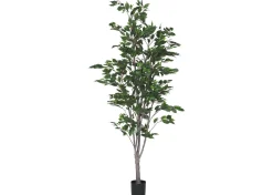 Urban Barn Claude Ficus Tree Potted- Blooms & Branches