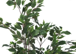 Urban Barn Claude Ficus Tree Potted- Blooms & Branches