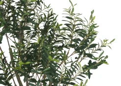 Urban Barn Cyprus Olive Tree Potted 7ft- Blooms & Branches