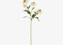 Urban Barn Daleyza Vase & Cate Echinacea Stems- Vases & Planters