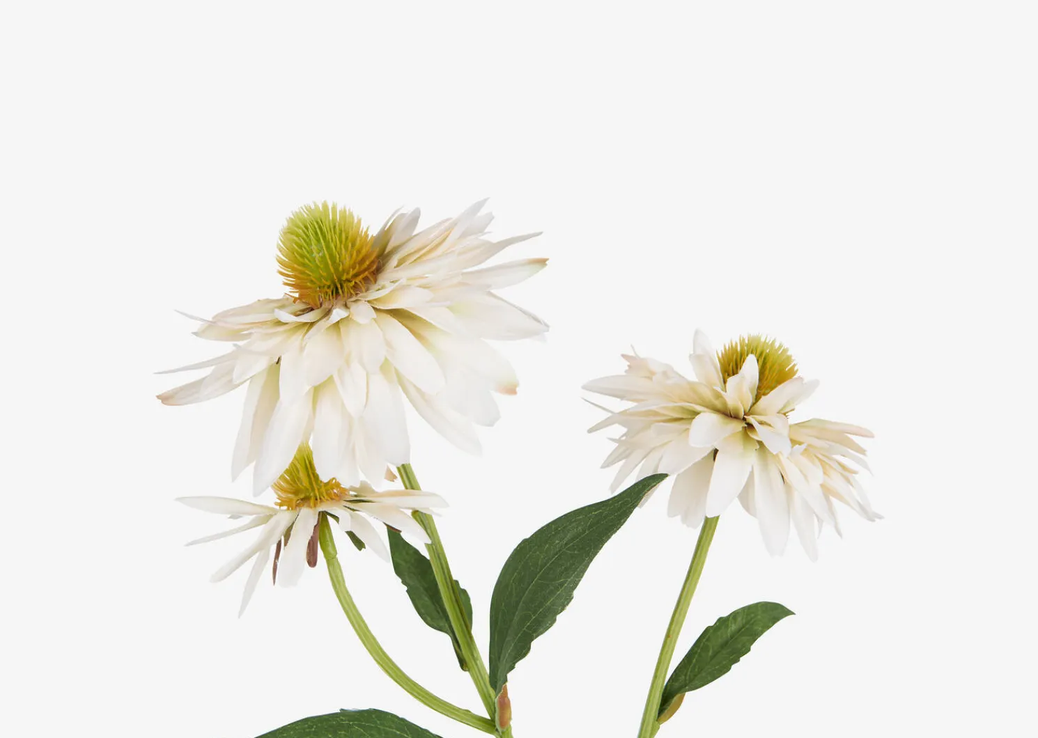 Urban Barn Daleyza Vase & Cate Echinacea Stems- Vases & Planters