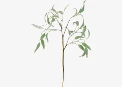 Urban Barn Eucalyptus Caesia Branch- Blooms & Branches