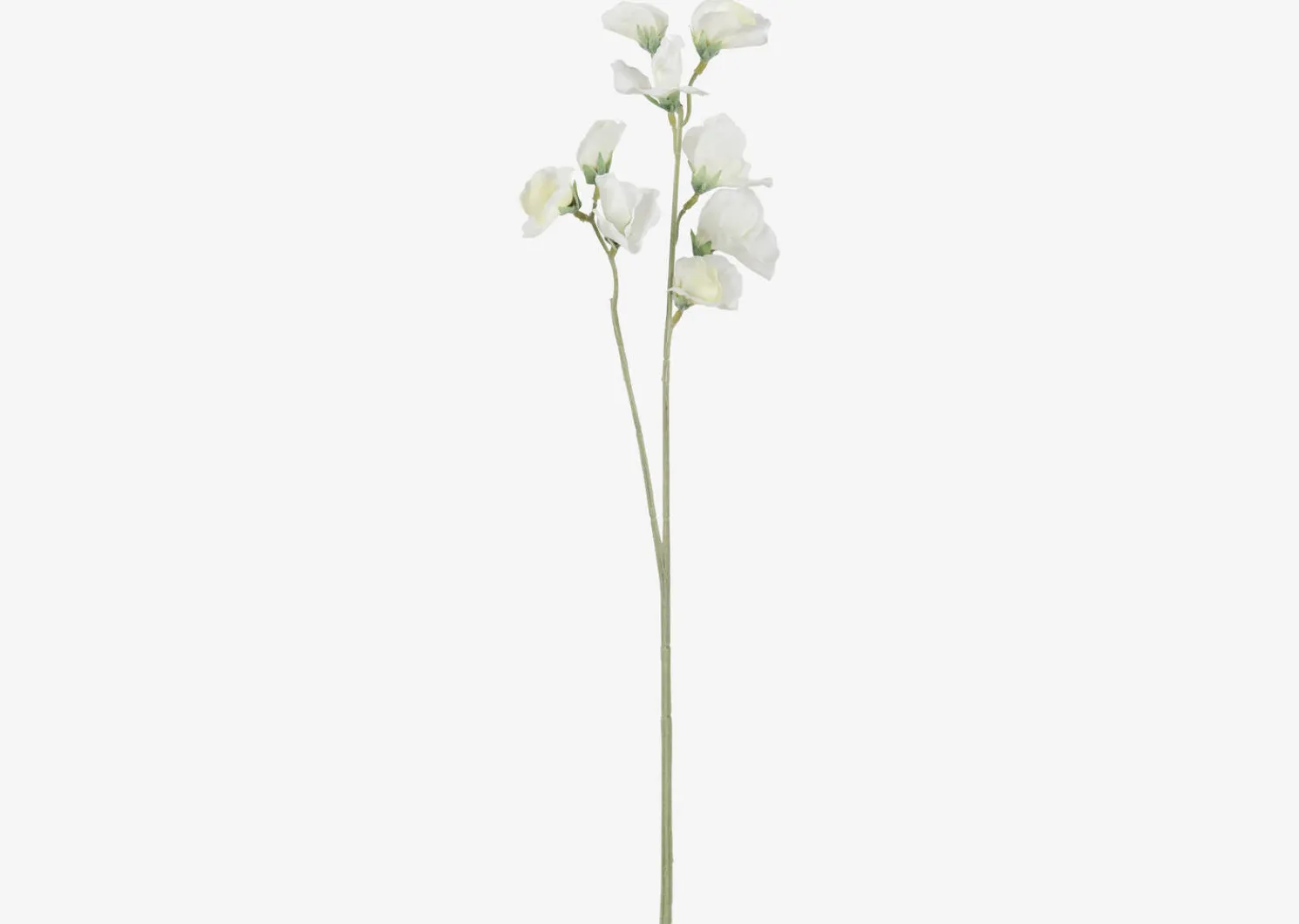 Urban Barn Fiori Sweet Pea Stem- Blooms & Branches