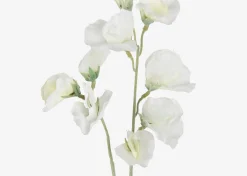 Urban Barn Fiori Sweet Pea Stem- Blooms & Branches