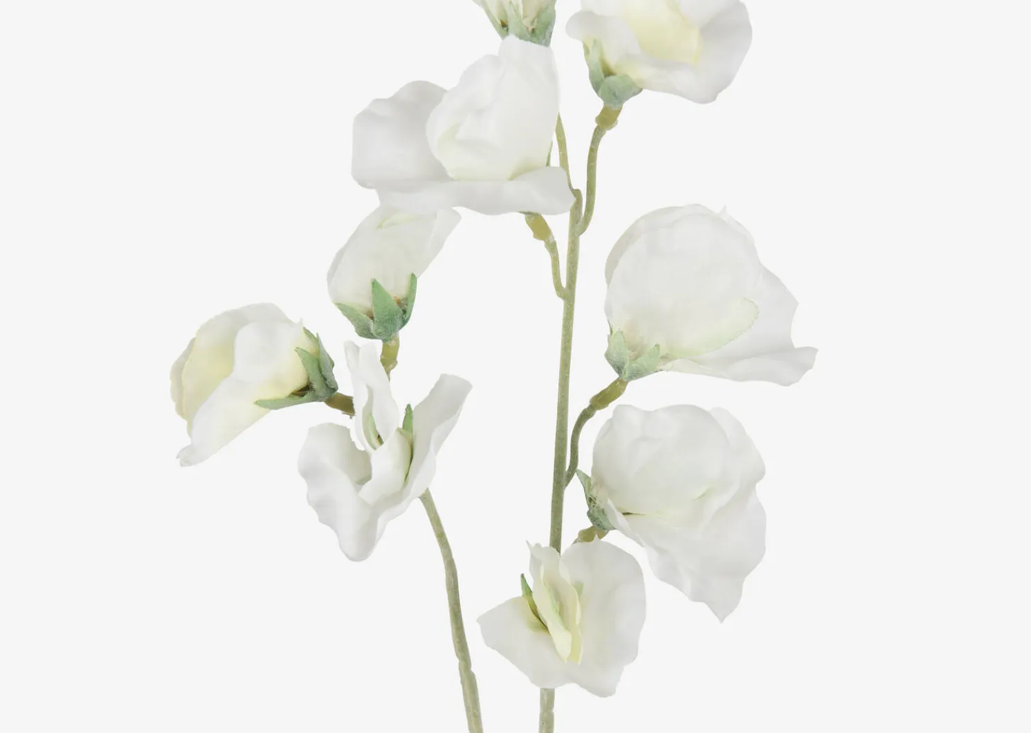 Urban Barn Fiori Sweet Pea Stem- Blooms & Branches