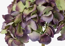Urban Barn Gretel Hydrangea Stem- Blooms & Branches