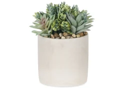 Urban Barn Hailey Succulants Potted- Blooms & Branches