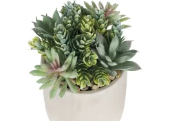 Urban Barn Hailey Succulants Potted- Blooms & Branches