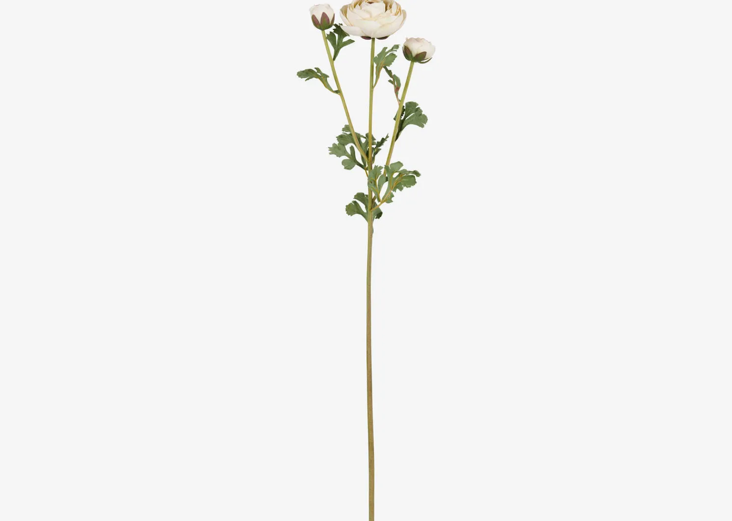 Urban Barn Helene Ranunculus Branch Ivory- Blooms & Branches