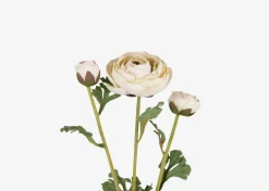 Urban Barn Helene Ranunculus Branch Ivory- Blooms & Branches