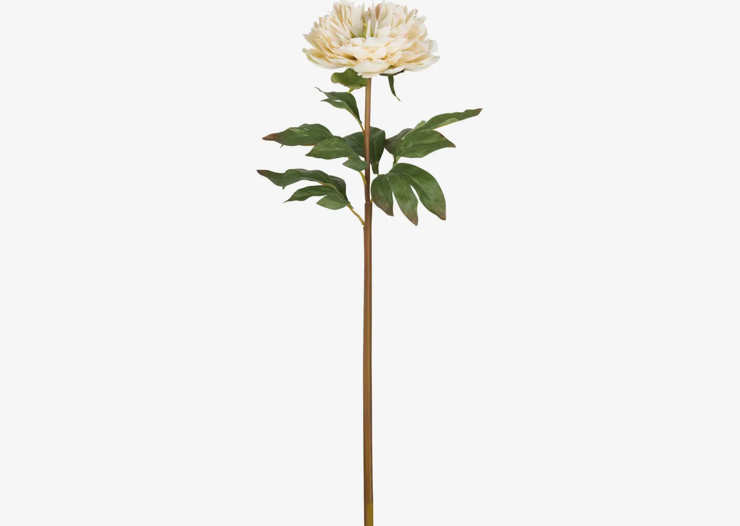 Urban Barn Jayde Peony Stem Ivory- Blooms & Branches