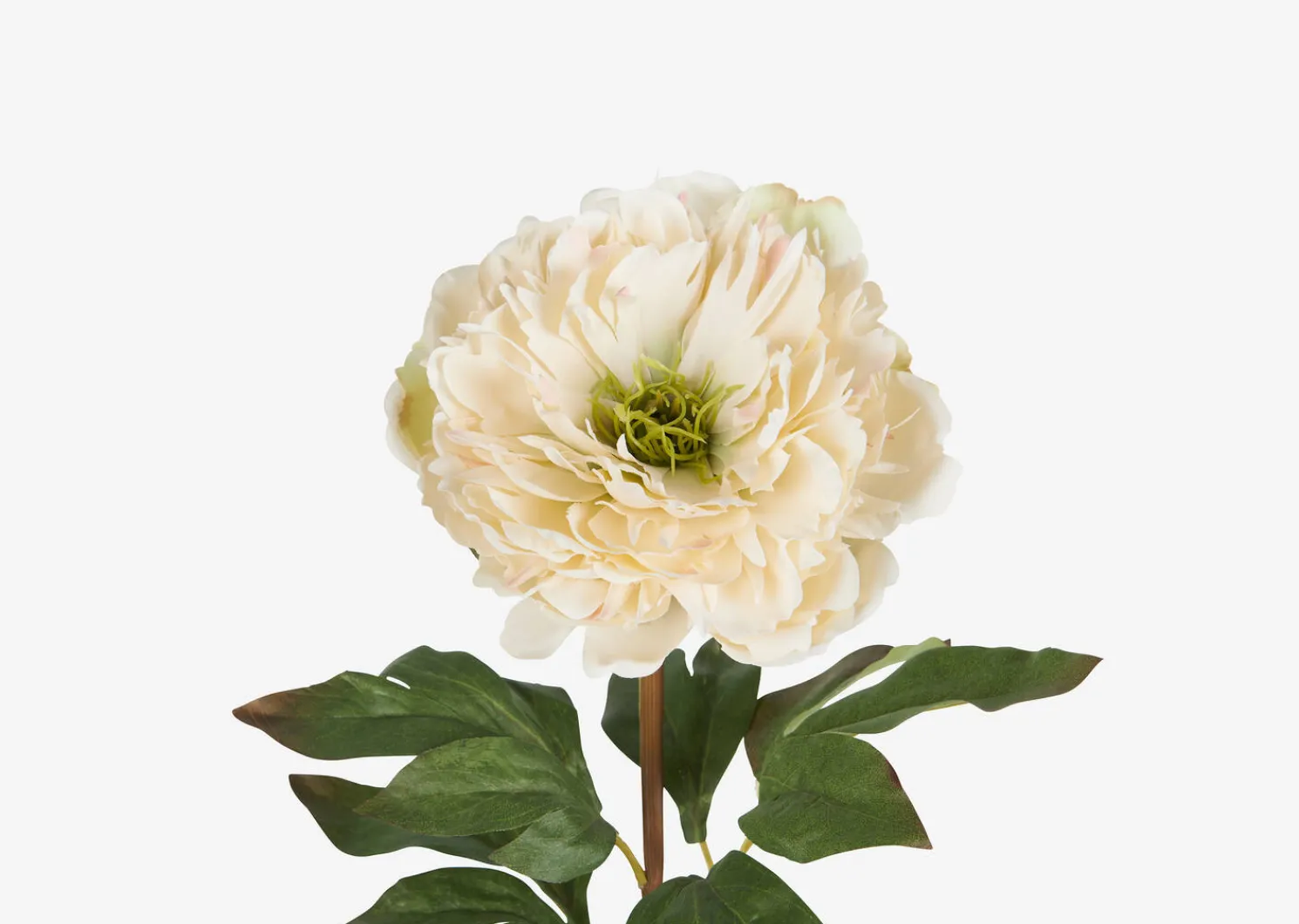 Urban Barn Jayde Peony Stem Ivory- Blooms & Branches