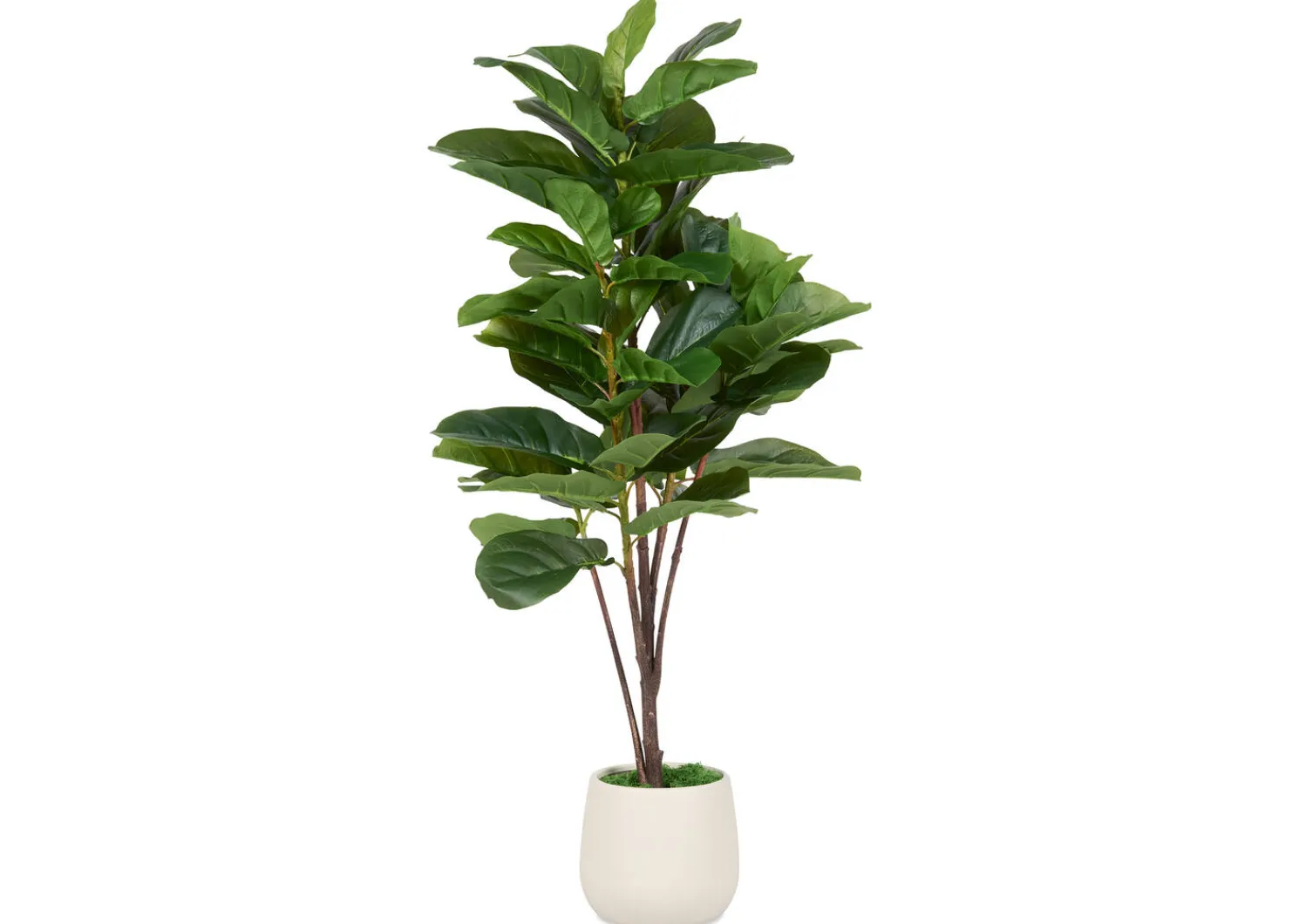 Urban Barn Joe Fiddle Tree Potted- Blooms & Branches