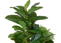 Urban Barn Joe Fiddle Tree Potted- Blooms & Branches