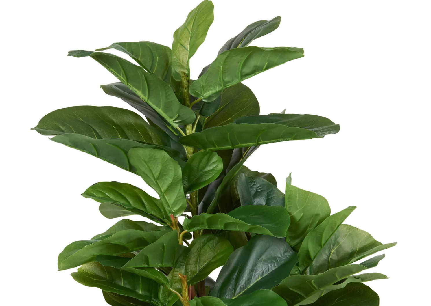 Urban Barn Joe Fiddle Tree Potted- Blooms & Branches