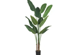 Urban Barn Kani Travelers Palm Potted X-Large- Blooms & Branches