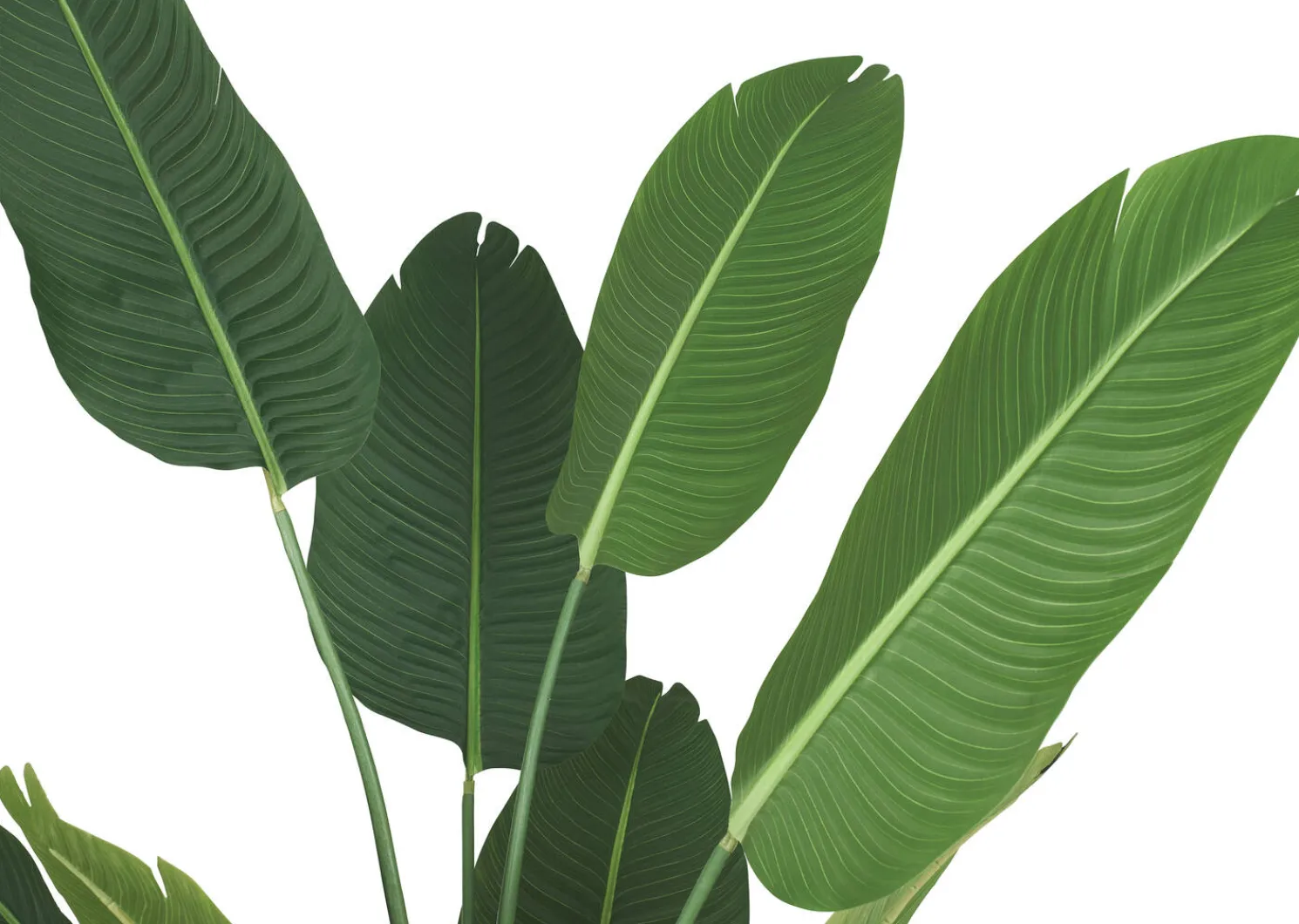 Urban Barn Kani Travelers Palm Potted X-Large- Blooms & Branches