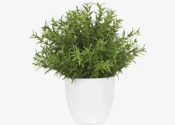 Urban Barn Leesa Rosemary Potted- Blooms & Branches