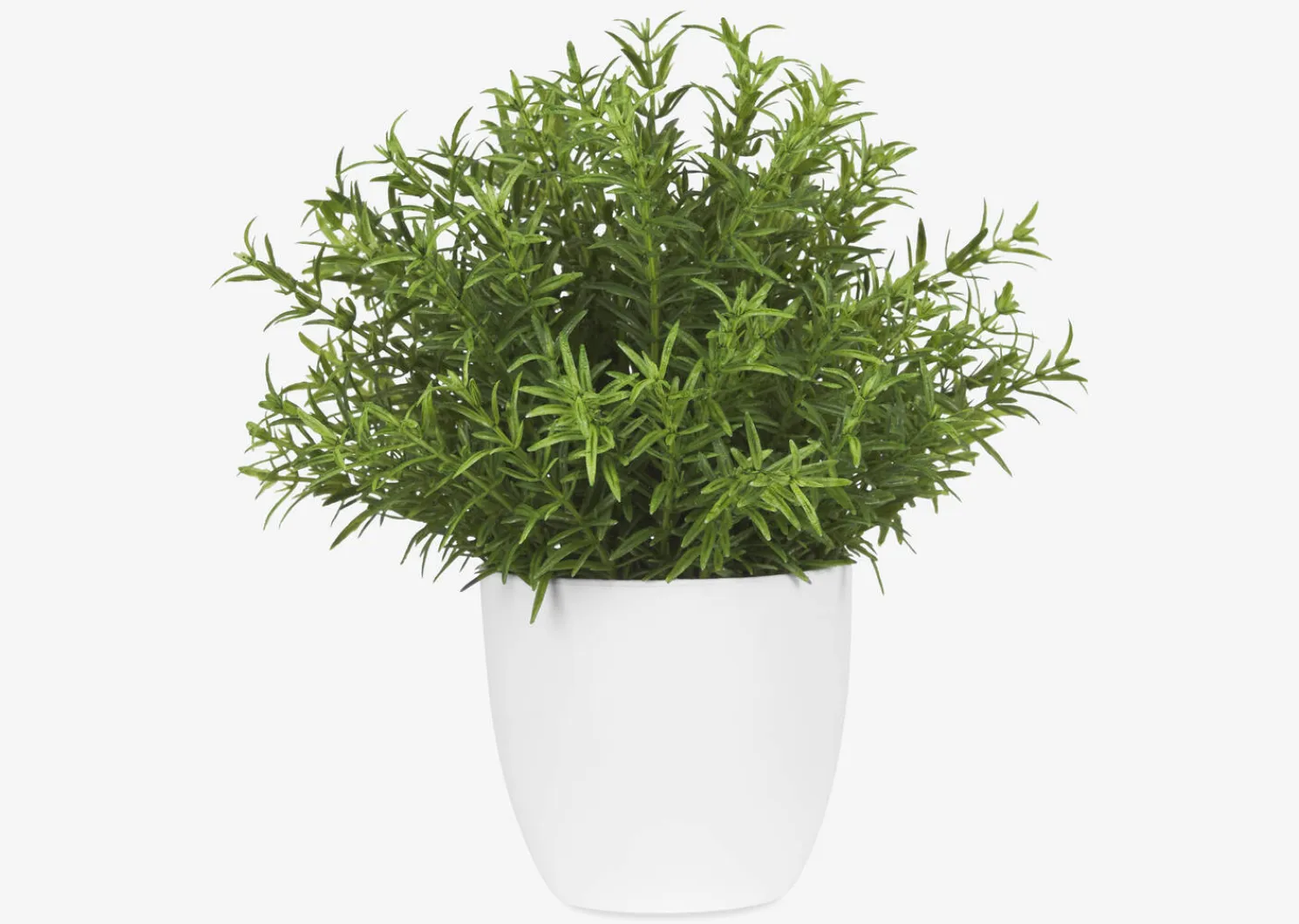 Urban Barn Leesa Rosemary Potted- Blooms & Branches