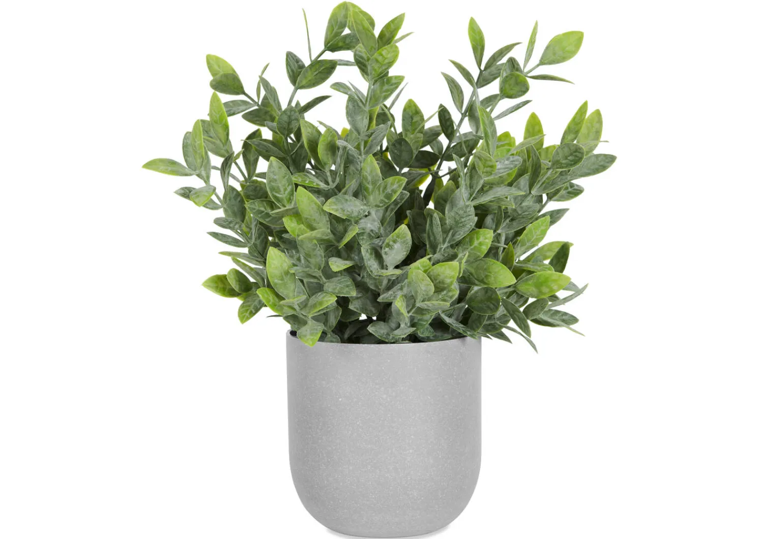 Urban Barn Lidia Jasmine Plant Potted- Blooms & Branches
