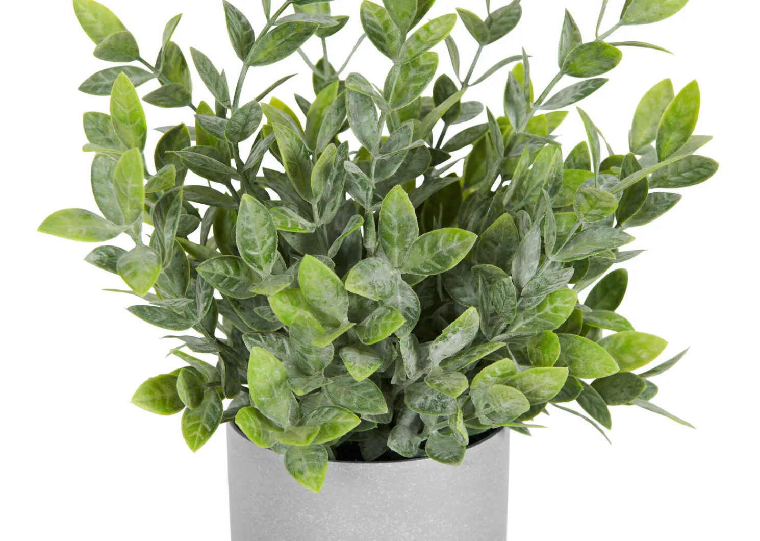 Urban Barn Lidia Jasmine Plant Potted- Blooms & Branches