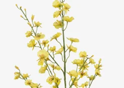 Urban Barn Liza Dancing Orchid Branch- Blooms & Branches