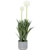 Urban Barn Pom Pom Mum Plant Potted- Blooms & Branches