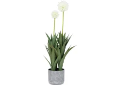 Urban Barn Pom Pom Mum Plant Potted- Blooms & Branches