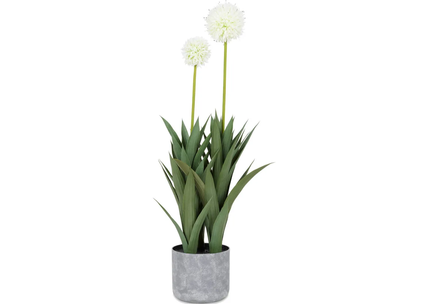 Urban Barn Pom Pom Mum Plant Potted- Blooms & Branches