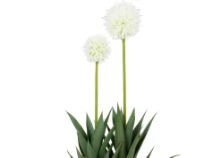 Urban Barn Pom Pom Mum Plant Potted- Blooms & Branches