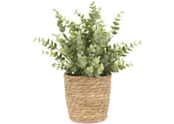 Urban Barn Suri Eucalyptus Plant Potted- Blooms & Branches
