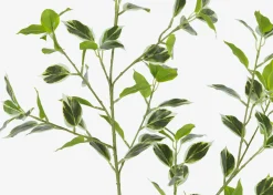 Urban Barn Tegan Variegated Ficus Branch- Blooms & Branches