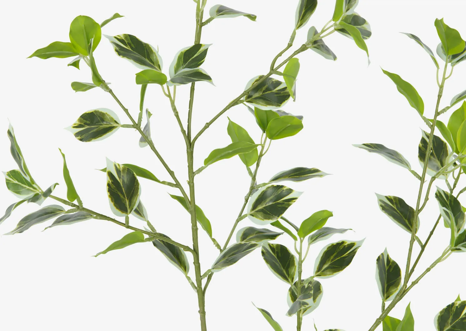 Urban Barn Tegan Variegated Ficus Branch- Blooms & Branches