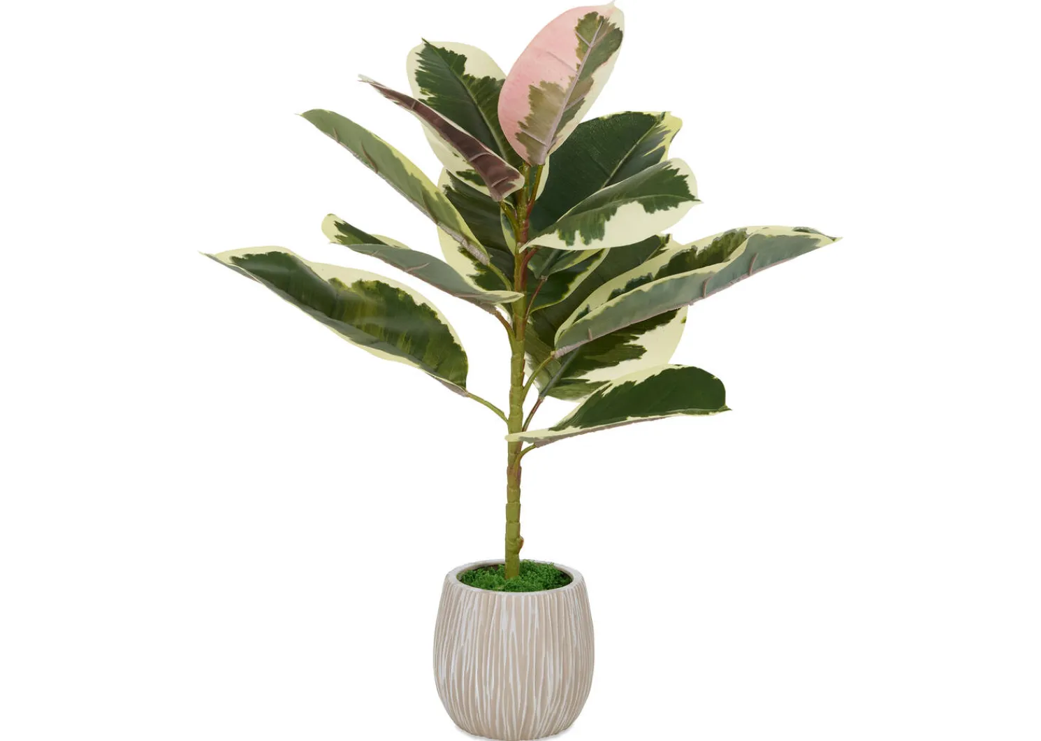 Urban Barn Tineke Ficus Plant Potted- Blooms & Branches