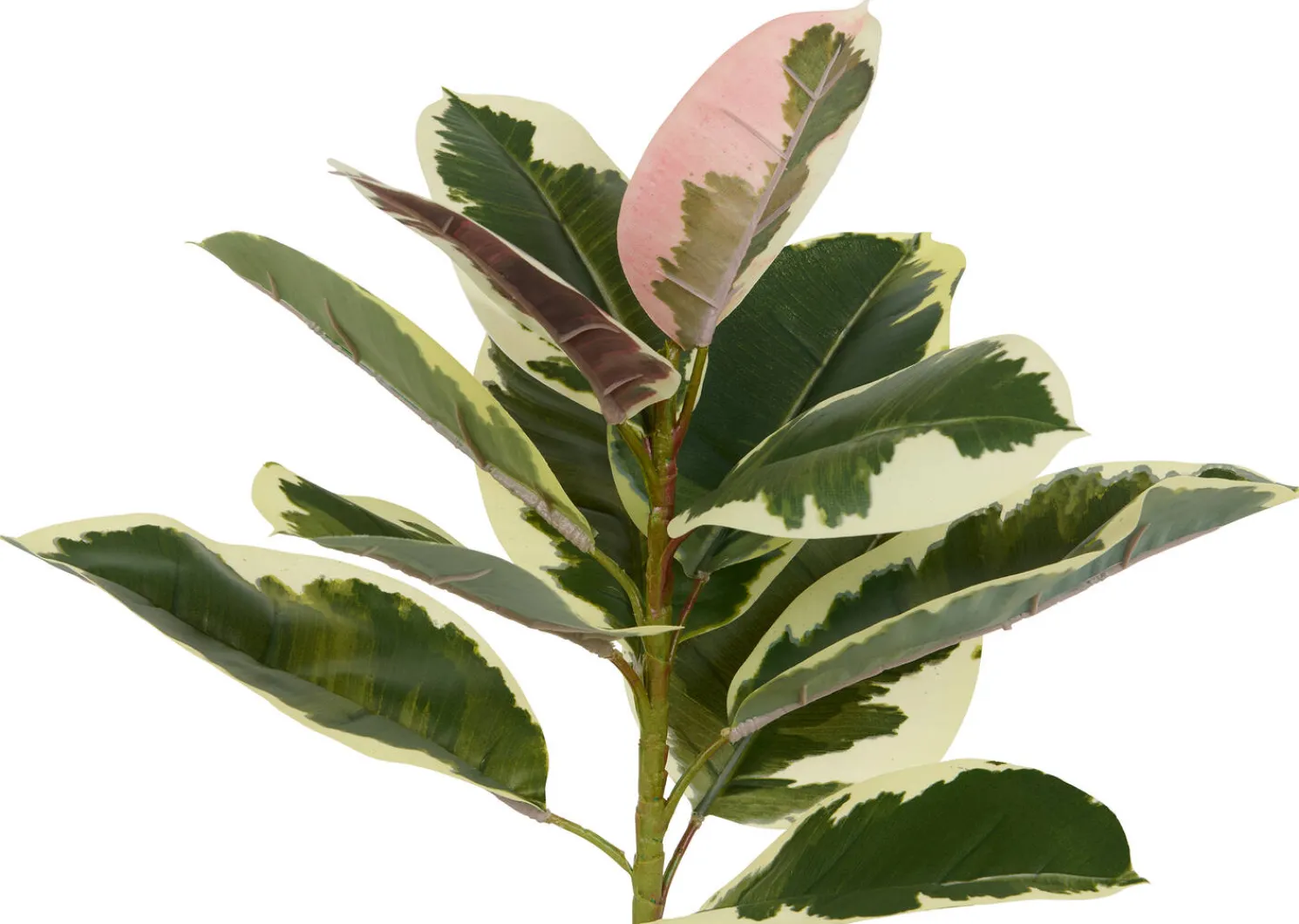 Urban Barn Tineke Ficus Plant Potted- Blooms & Branches