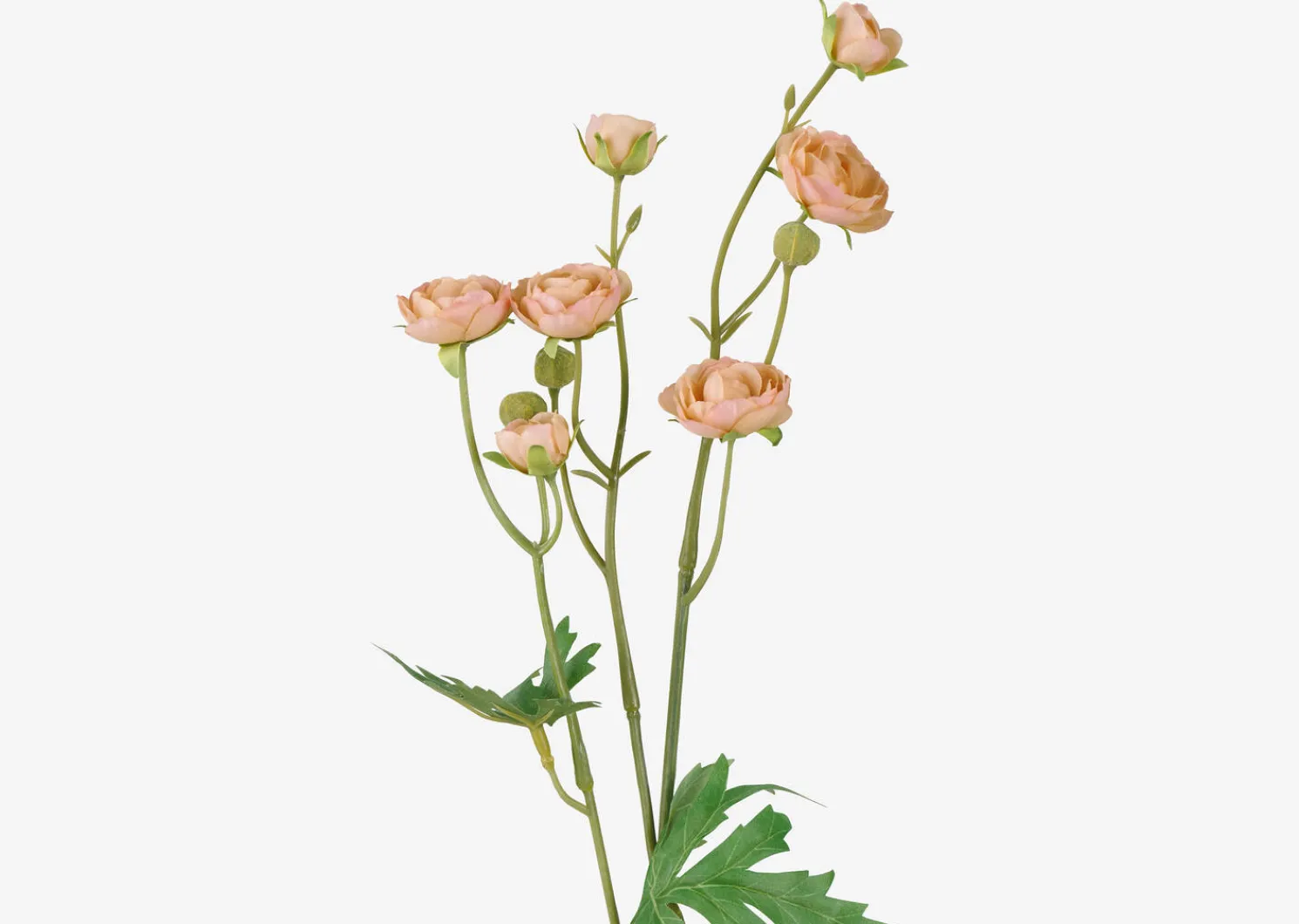 Urban Barn Tove Mini Ranunculus- Blooms & Branches