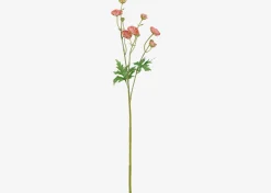 Urban Barn Tove Mini Ranunculus- Blooms & Branches