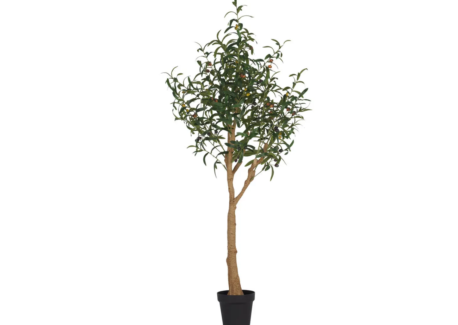 Urban Barn Tristin Olive Tree Potted Large- Blooms & Branches