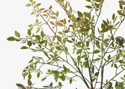 Urban Barn Wren Leaf Bush- Blooms & Branches